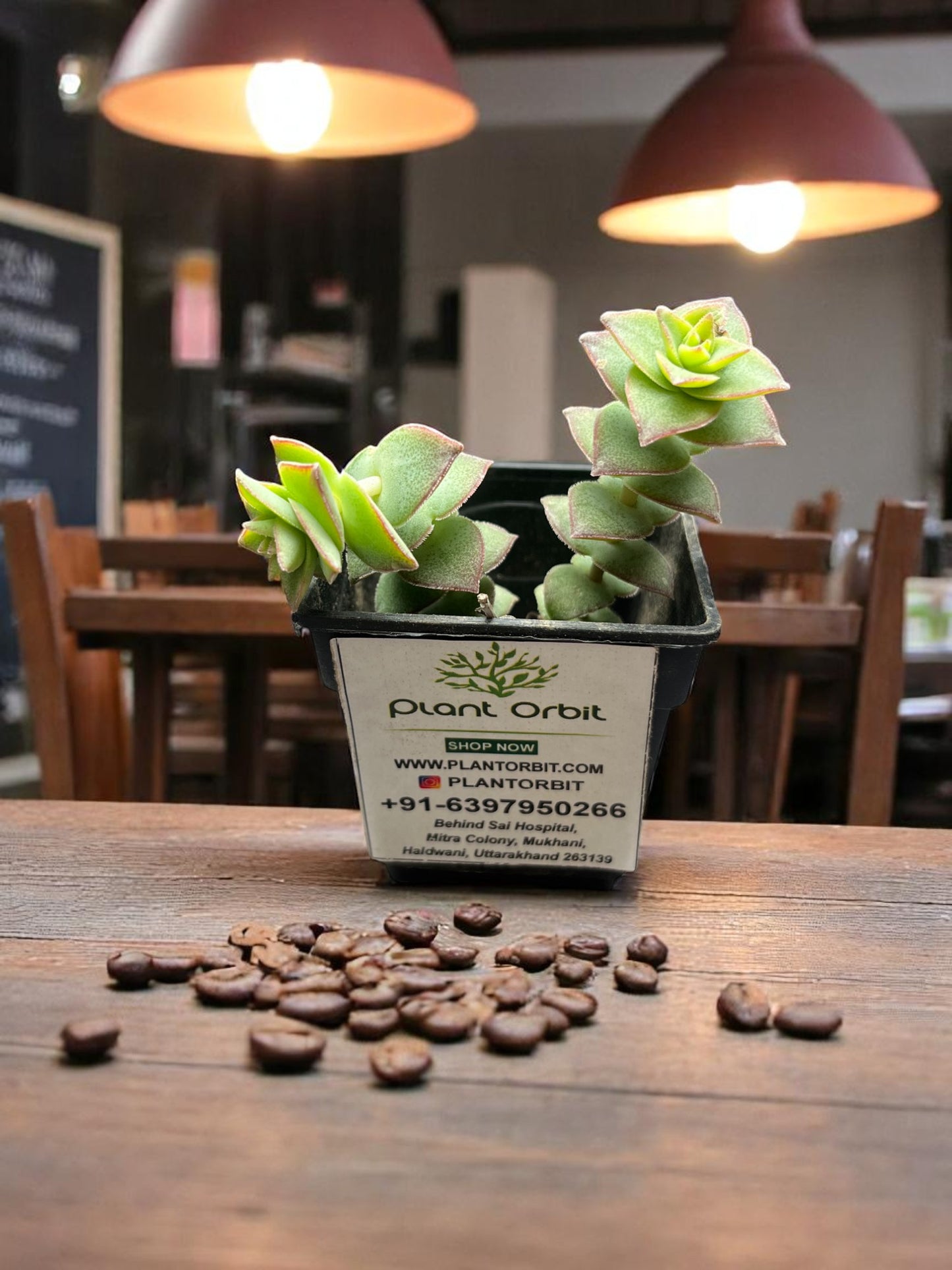 Crassulla Perforata in pot