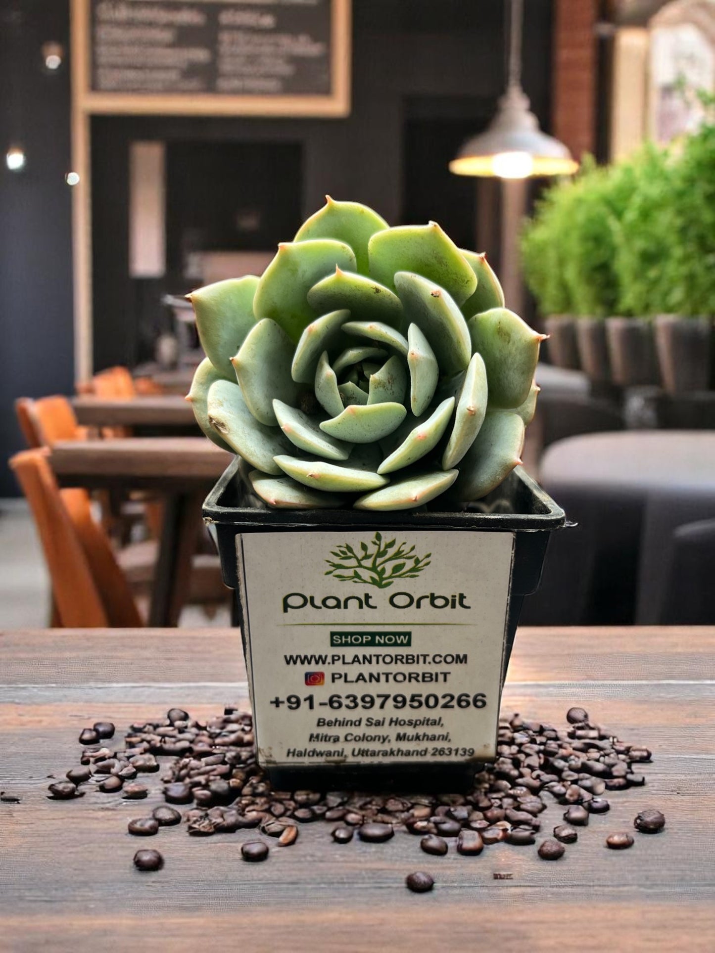 Echeveria on slow in pot