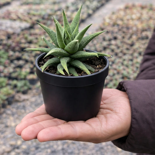 HAWORTHIA LIMIFOLIA (BARE ROOTED)