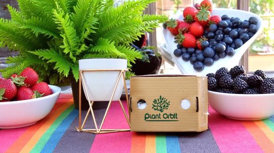 White Planter in Golden Stand 1113 B