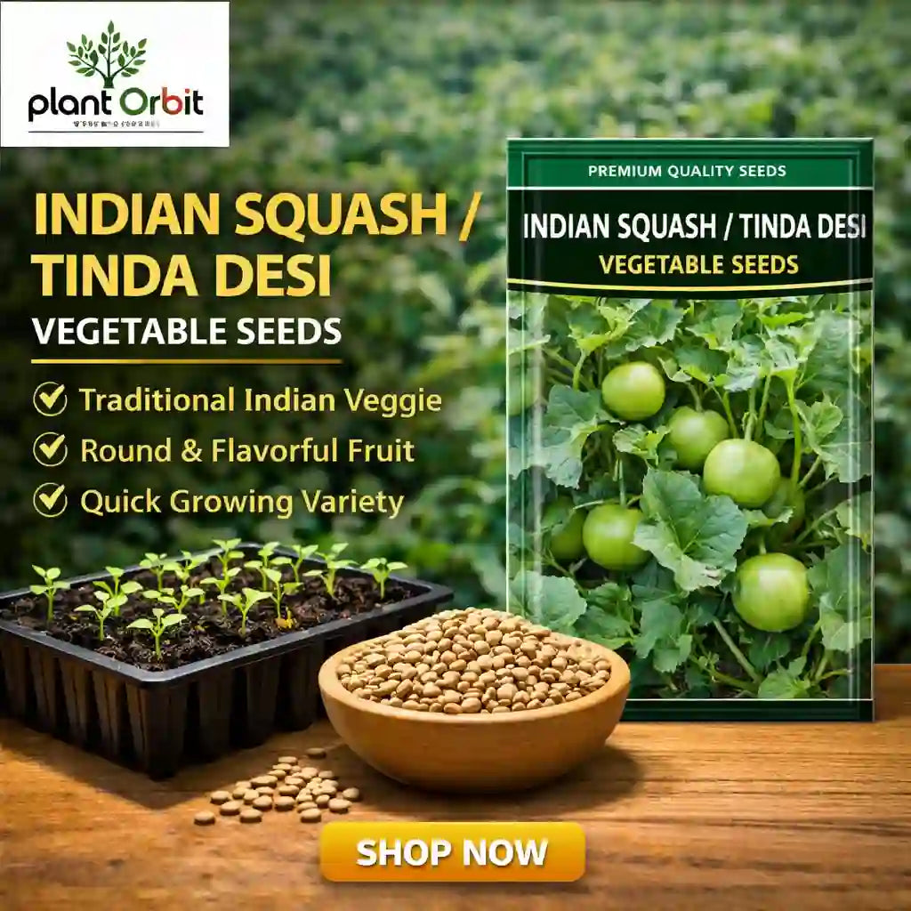 plants and seeds online india Indian Squash /Tinda Desi Vegetable Seeds Online 40 Seeds – Plant Orbit