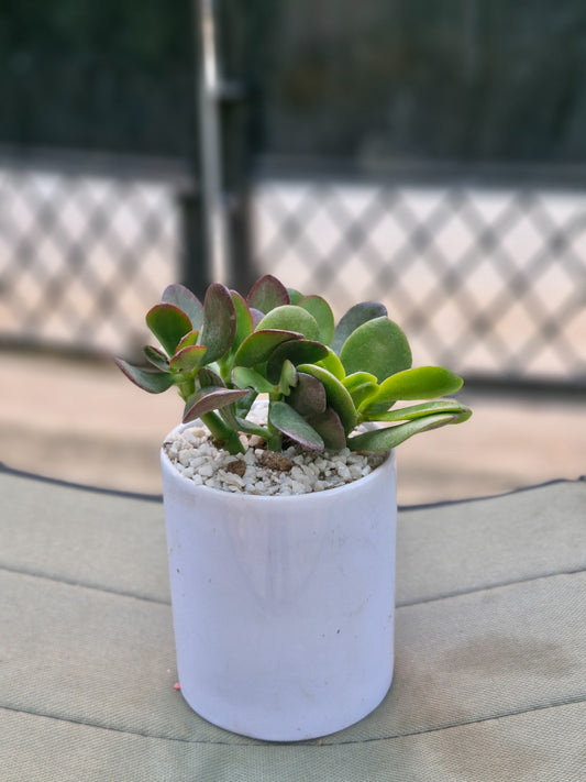 Crassula Jade plant (Kubber plant)