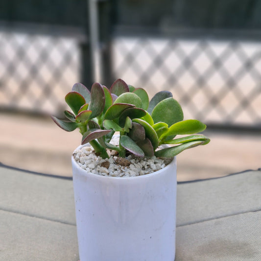 Crassula Jade plant (Kubber plant)