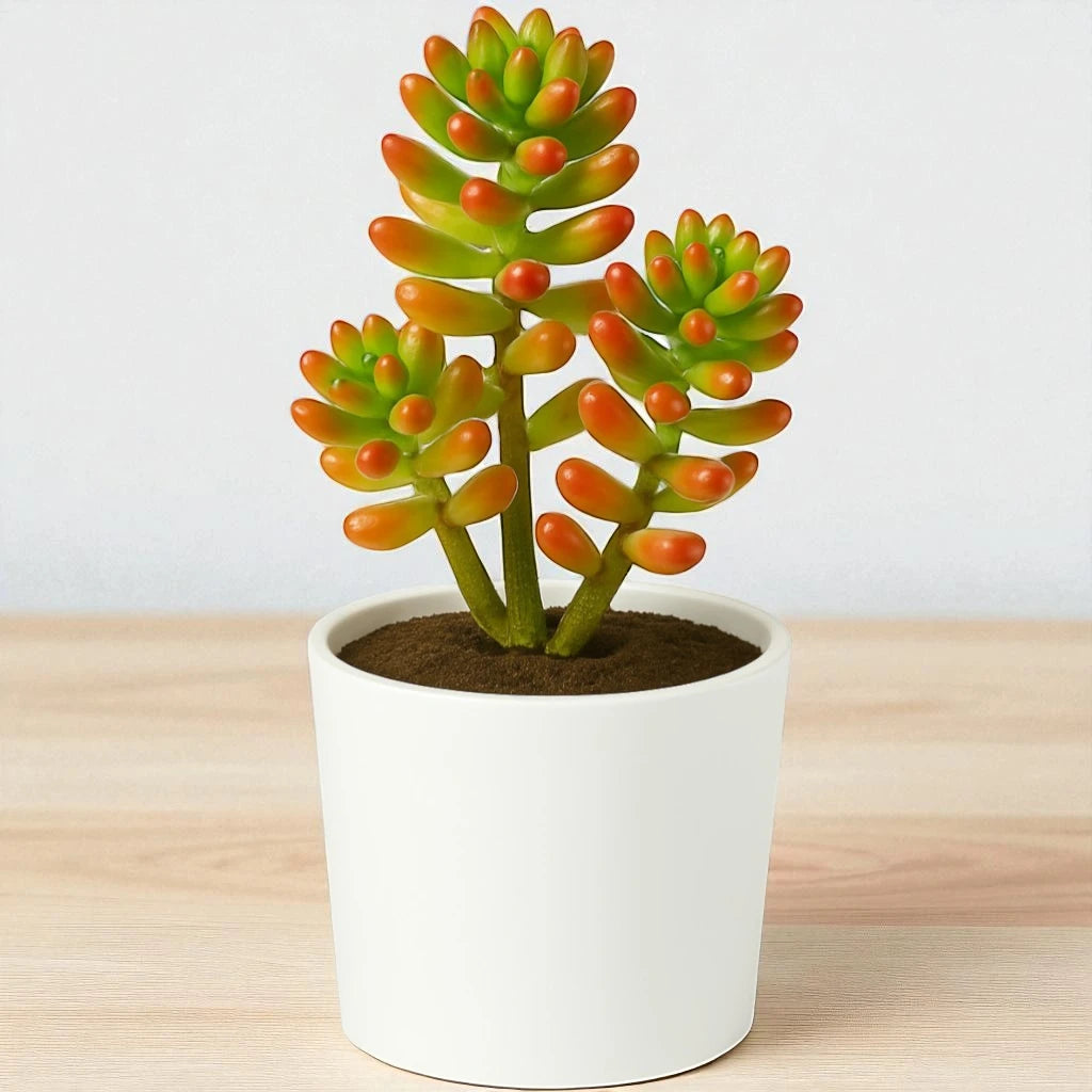 Sedum Rubrotinctum (Bare Rooted)