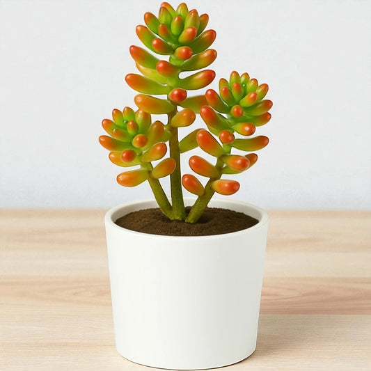 Sedum Rubrotinctum (Bare Rooted)