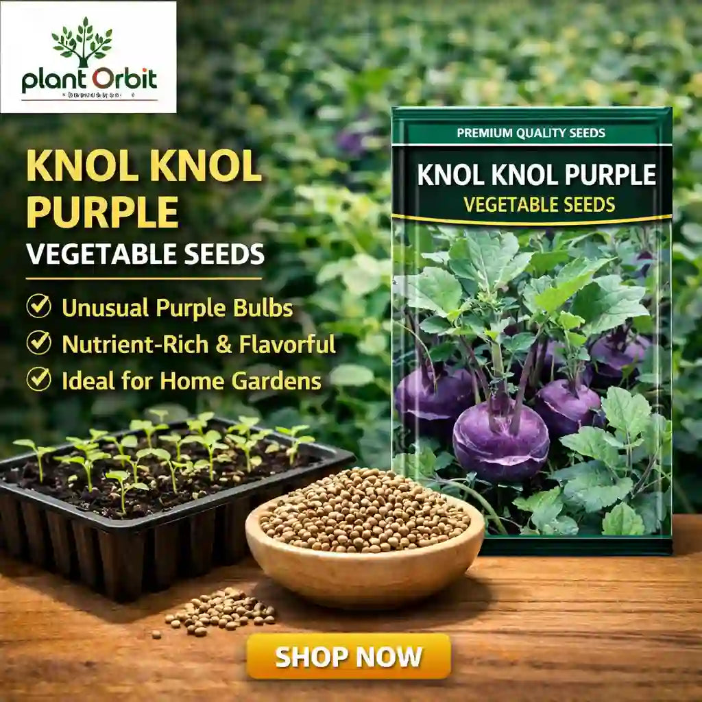 Buy Knol Knol Purple Organic Desi Vegetable Seeds Online – Plant Orbit