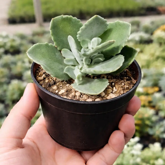 Kalanchoe Milioti (Bare Rooted)