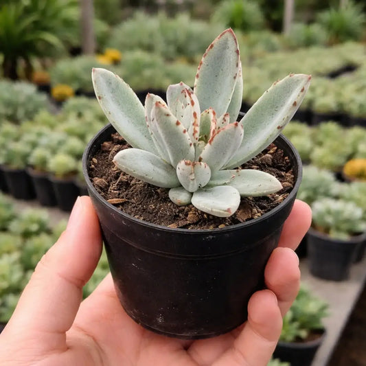 Kalanchoe Tomentosa (BARE ROOTED)