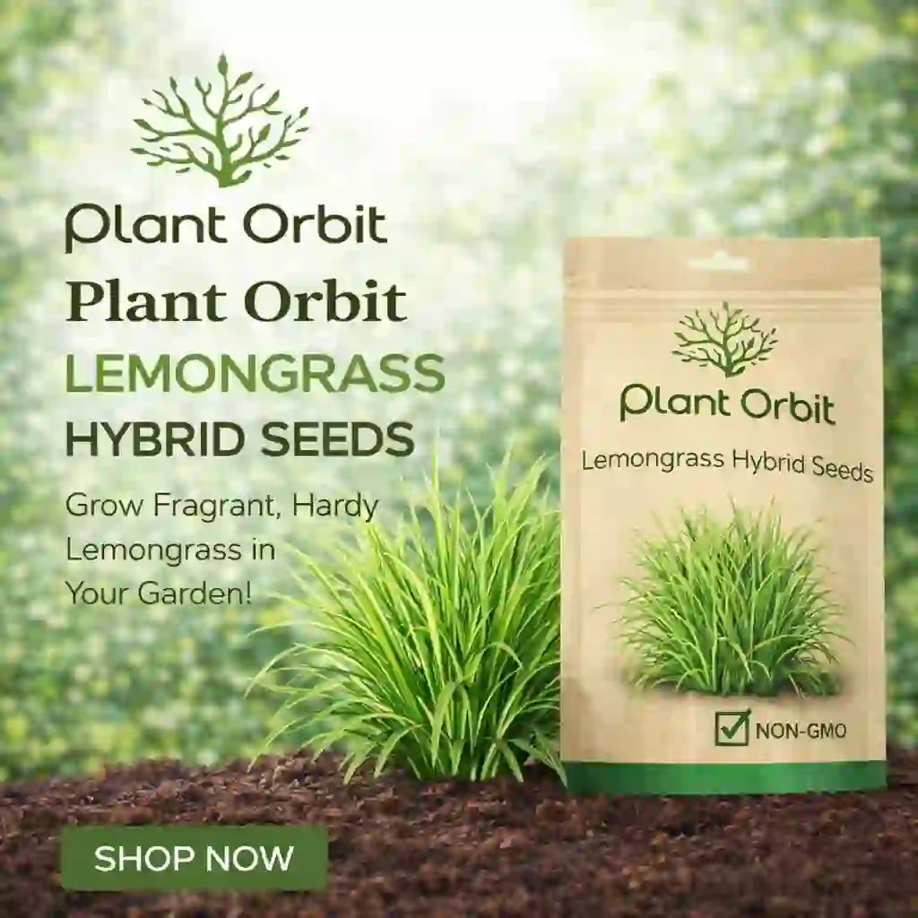 Lemon Grass Hybrid Seeds Online In India at Lowest Price – Plant Orbit