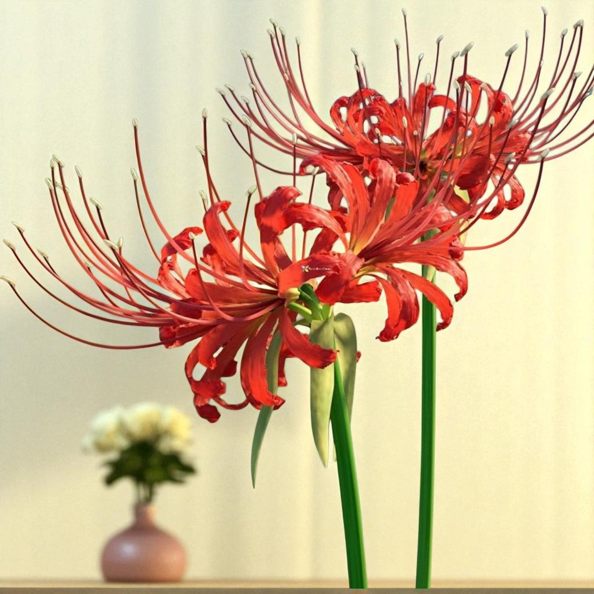 Lycoris Lily