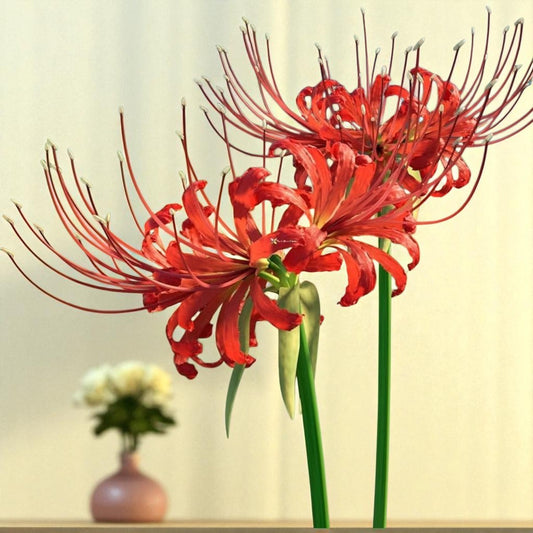 Lycoris Lily
