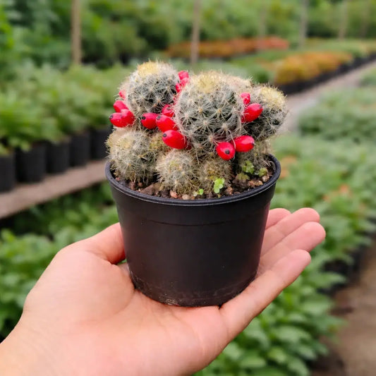 Mammillaria Prolifera (Bare Rooted)