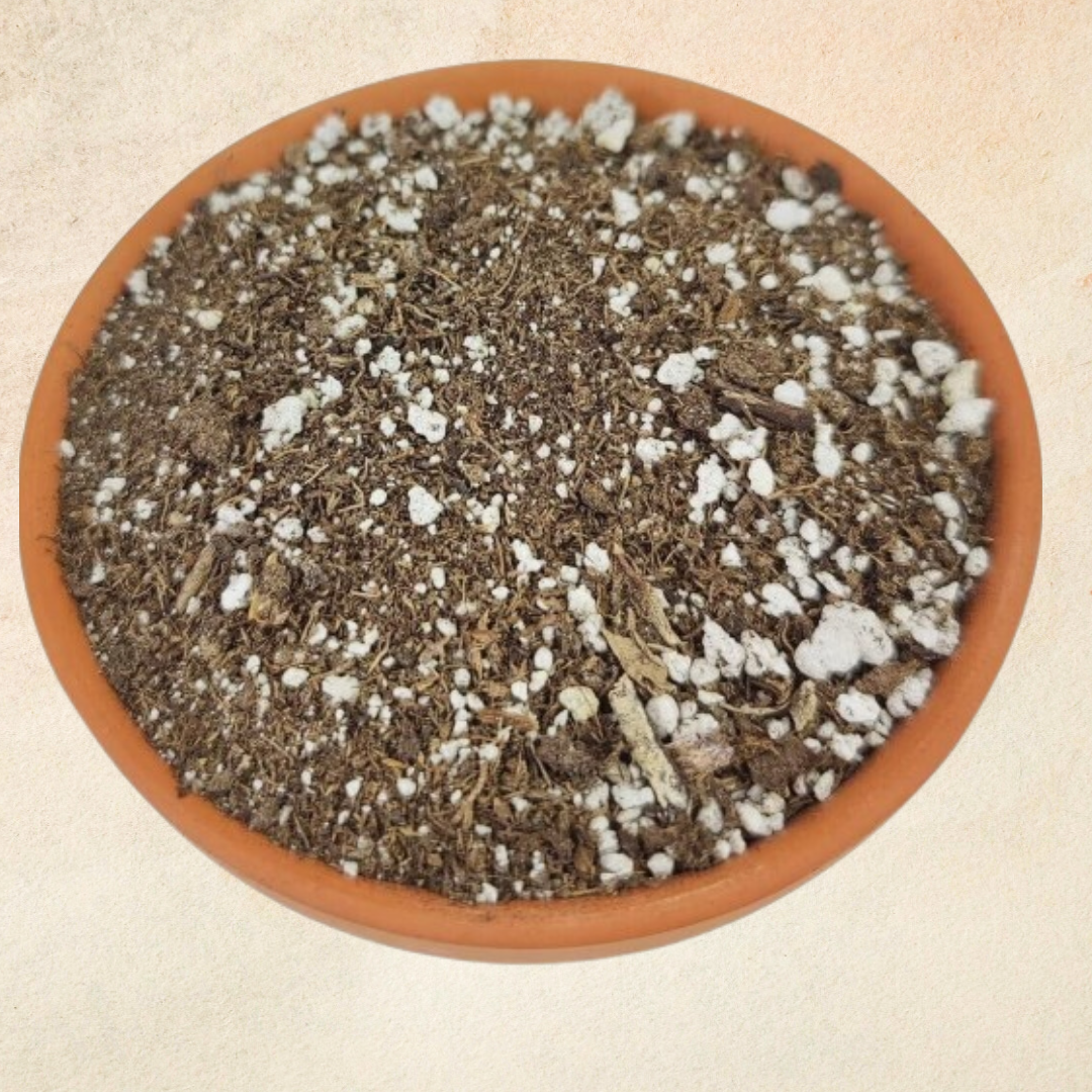 Cactus and Succulent Potting Mix (100g)
