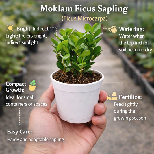 Moklam Ficus Sapling