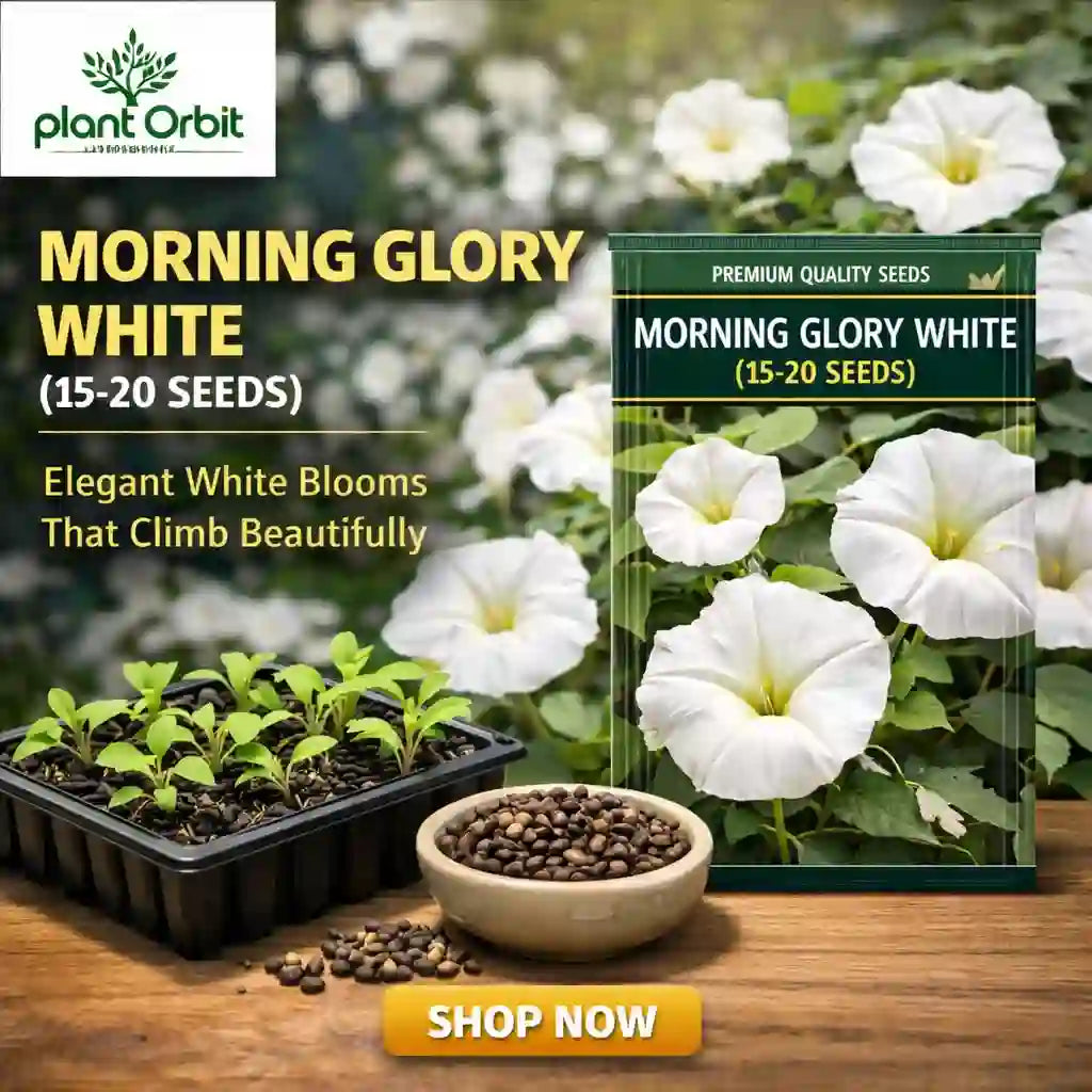 white morning glory seeds Morning Glory White (15-20 Seeds ) – Plant Orbit