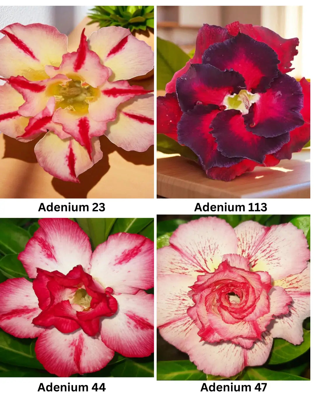 Adenium Combo 0f 4 Plants