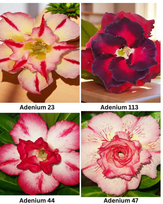 Adenium Combo 0f 4 Plants