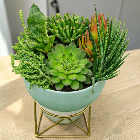 Office Desk Plants Combo - Set of 6 Live Succulent Plants by Plant Orbit
