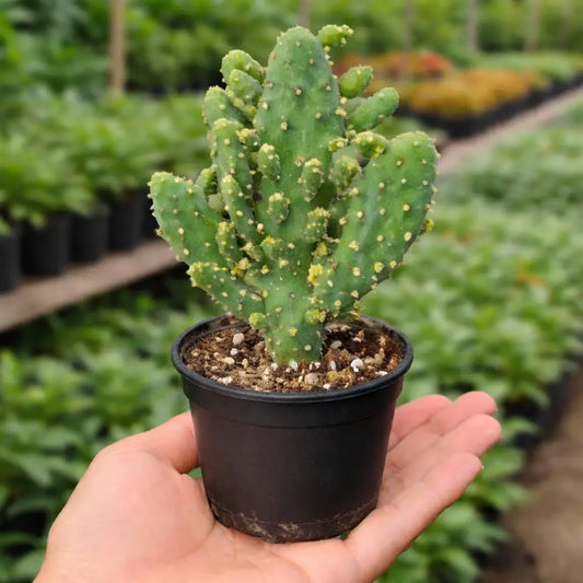 Opuntia Monocantha (Bare Rooted)