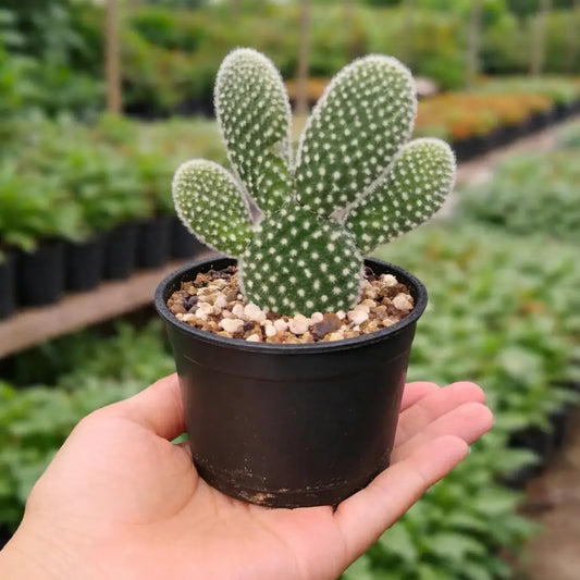 Opuntia microdasys var. albospina βWhite Bunny Ears'