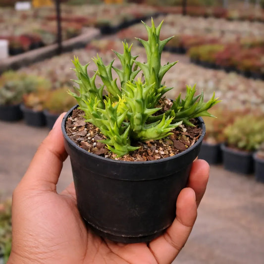 Orbea Semota Var Lutea (Bare Rooted)