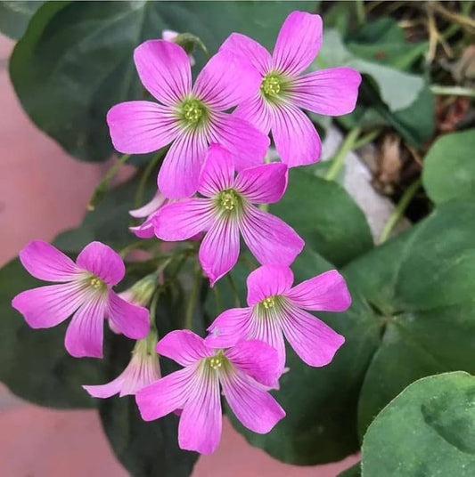 Oxalis pink Bulbs