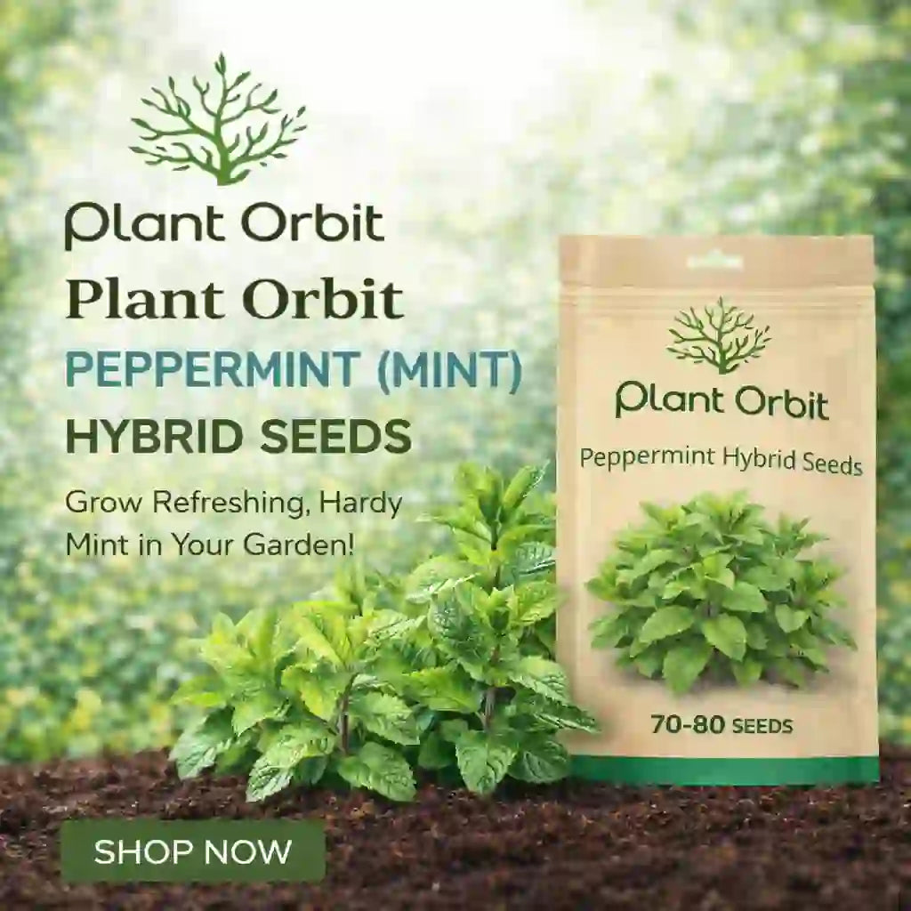 PEPPERMINT ( MINT) HYBRID SEEDS (70-80 seeds) – Plant Orbit