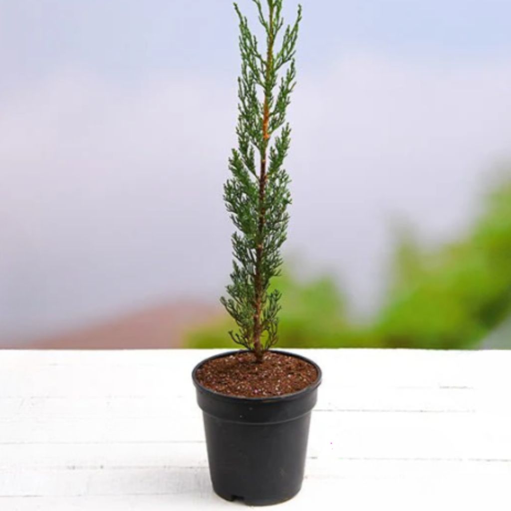Pencil Pine Plant