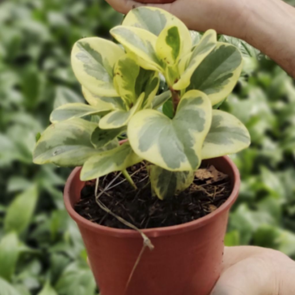 Peperomia White Plant