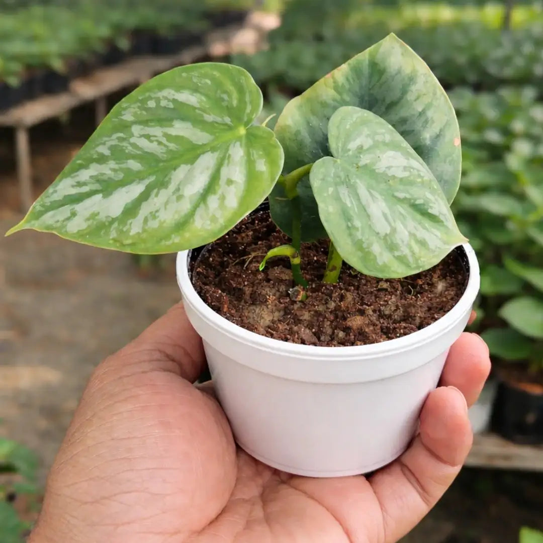 philodendron branditanum greeneryunlimited.co Philodendron Brandtianum Online – Plant Orbit