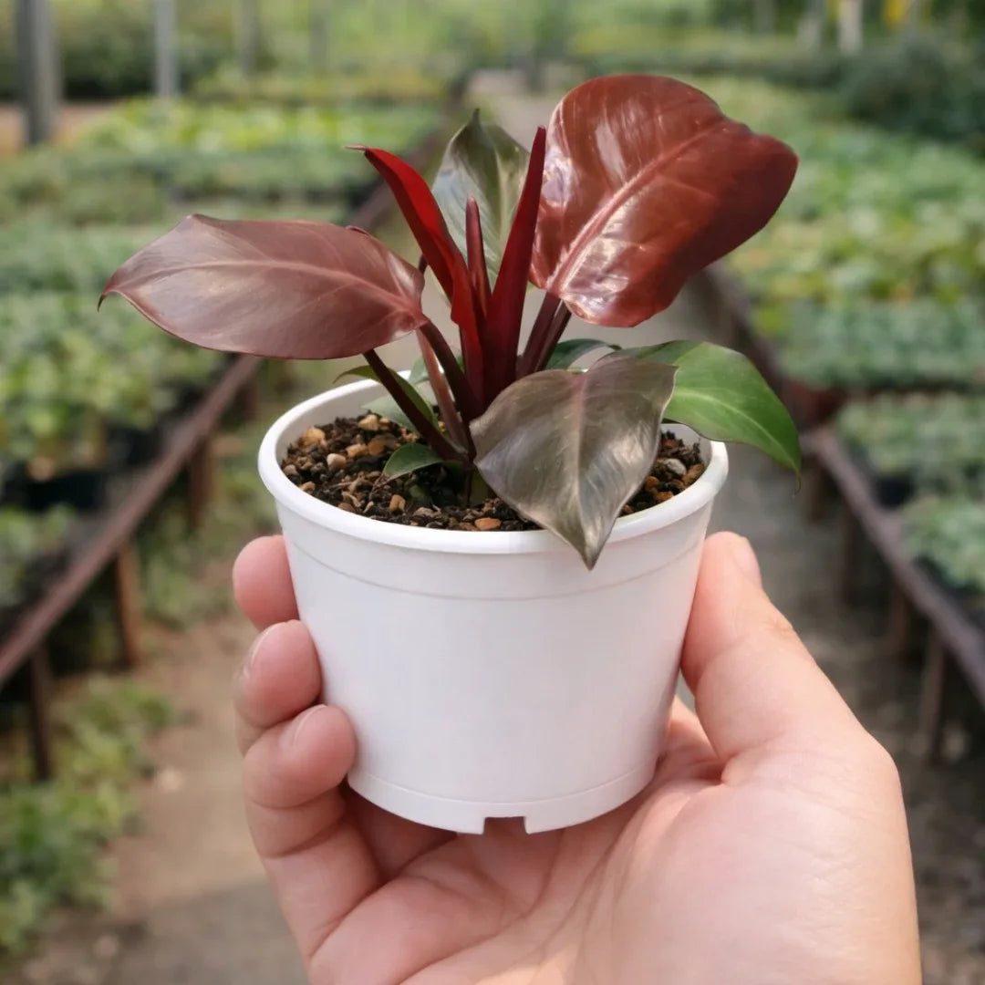 Philodendron Cherry Red (Philodendron erubescens)