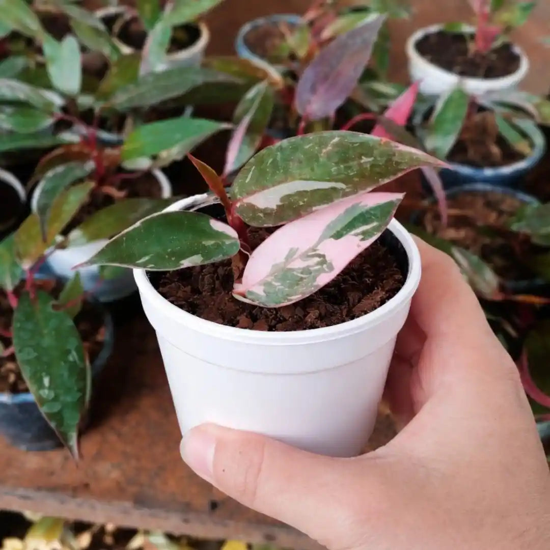 Pink Princess Philodendron  Live Plant | Plant Orbit