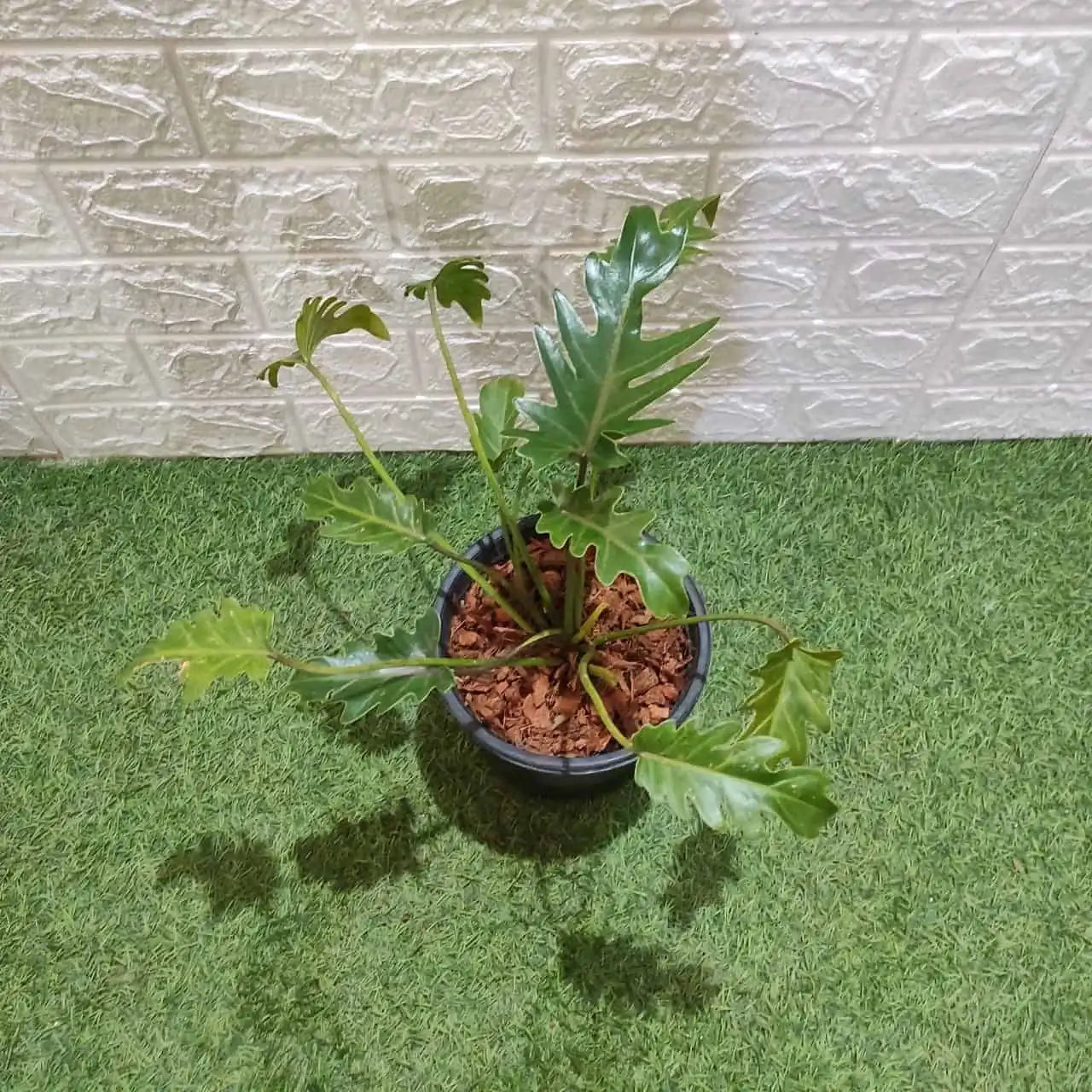 Philodendron Xanadu Green