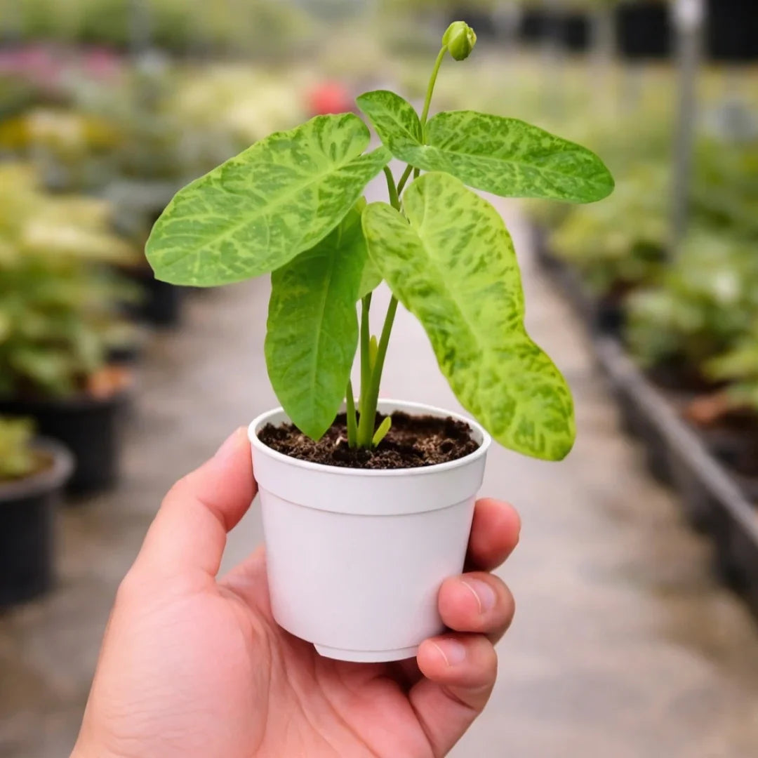 philodendron verde Philodendron 'Paraiso Verde' – Plant Orbit