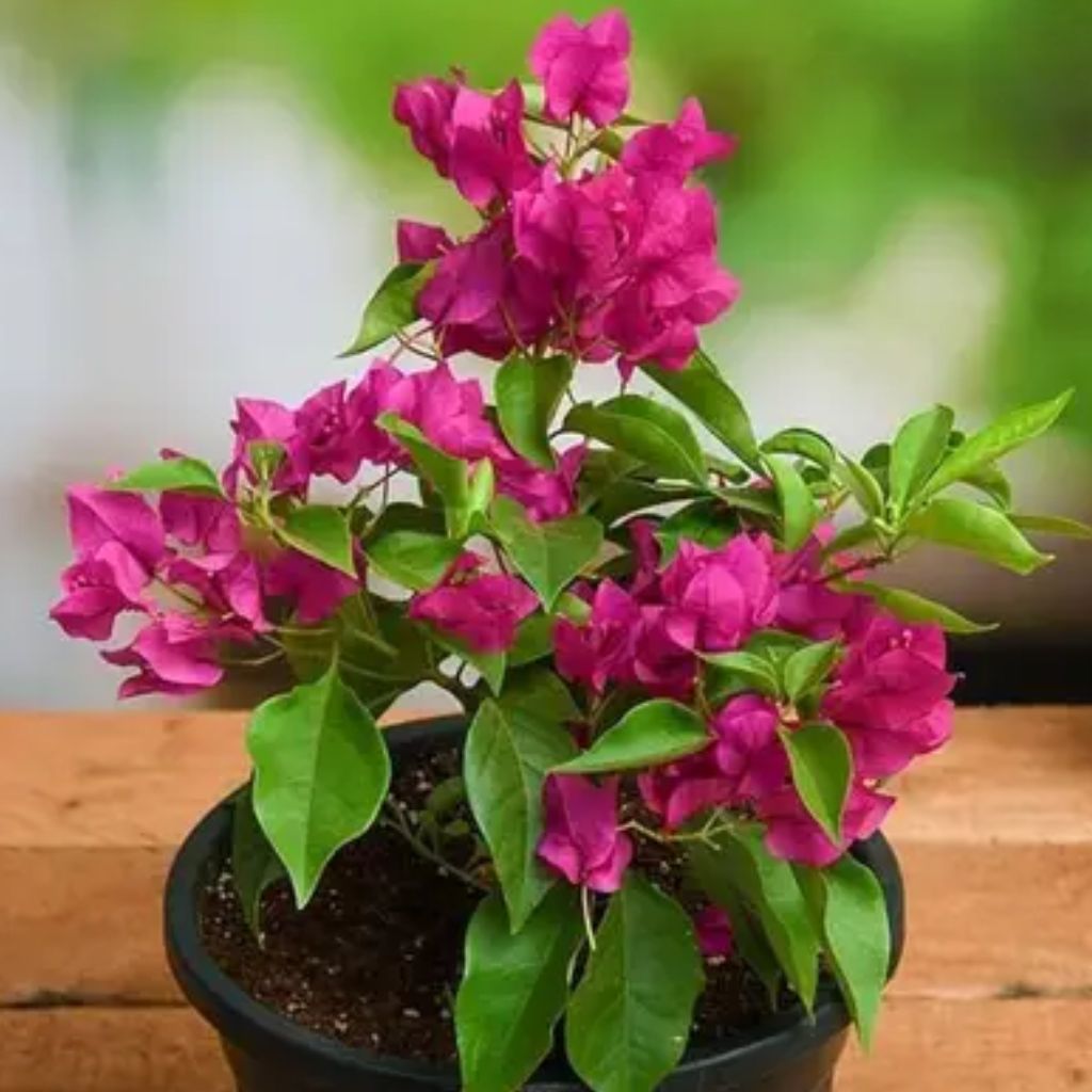 Pink Bougainvillea Plant
