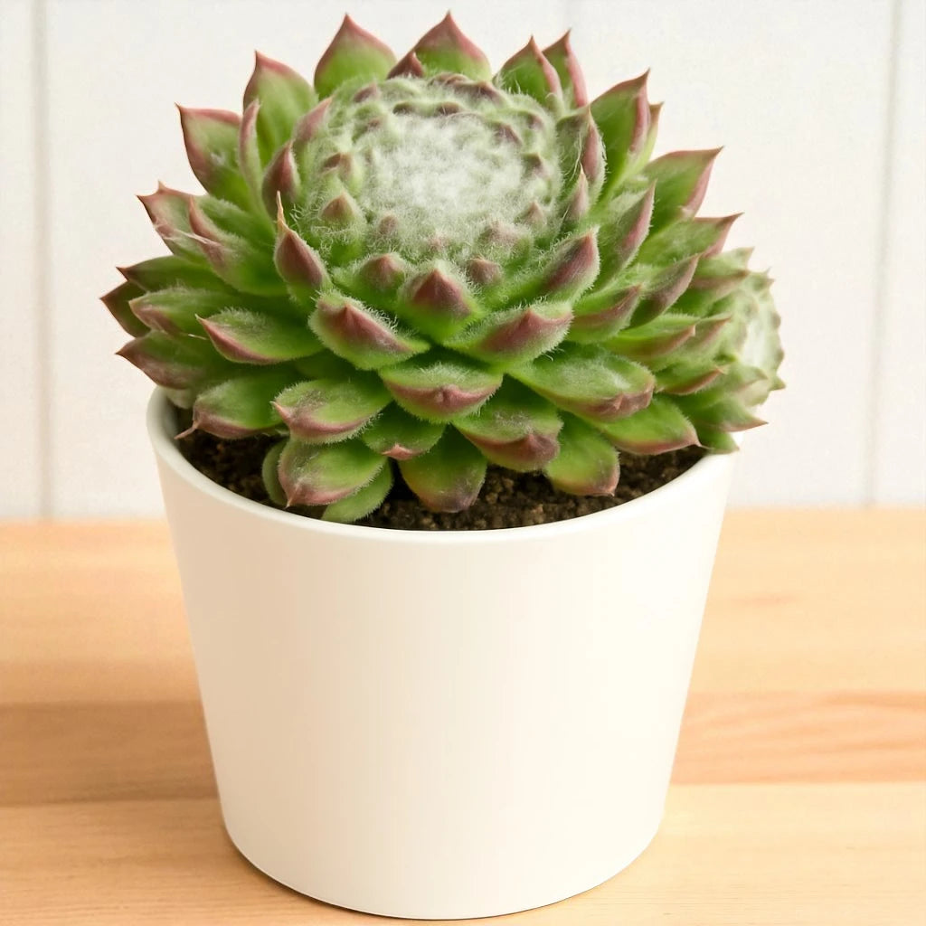 Sempervivum arachnoideum Cobweb (Bare Rooted)