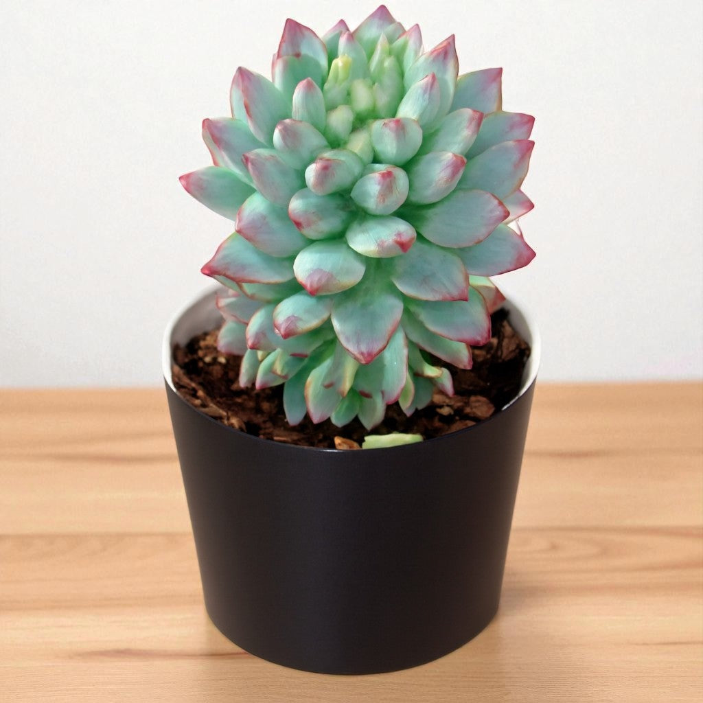 Echieveria Blue Elf