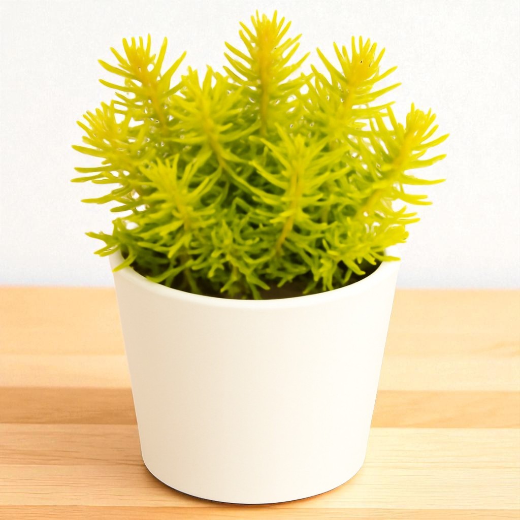 Sedum reflexum ‘Angelina’ (Bare Rooted)