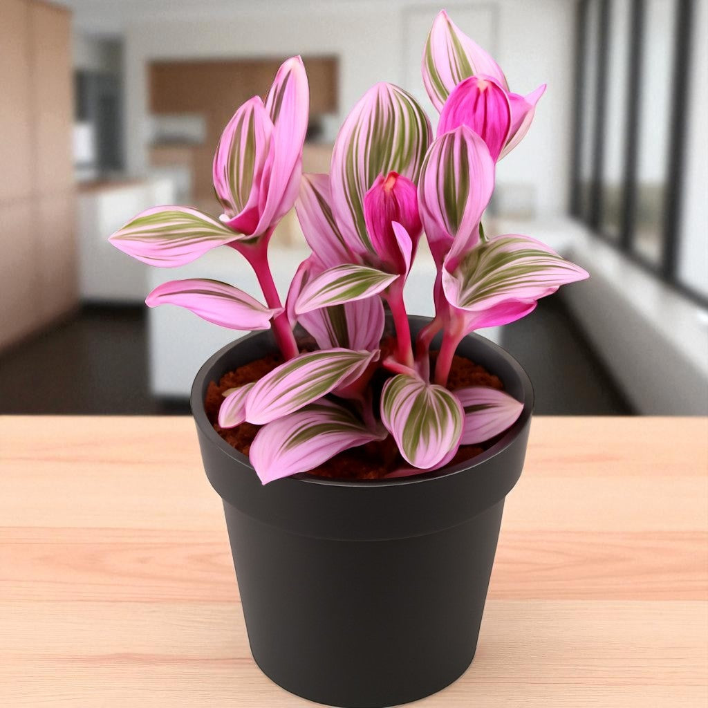 TRADESCANTIA NANOUK PINK (Bare Rooted)