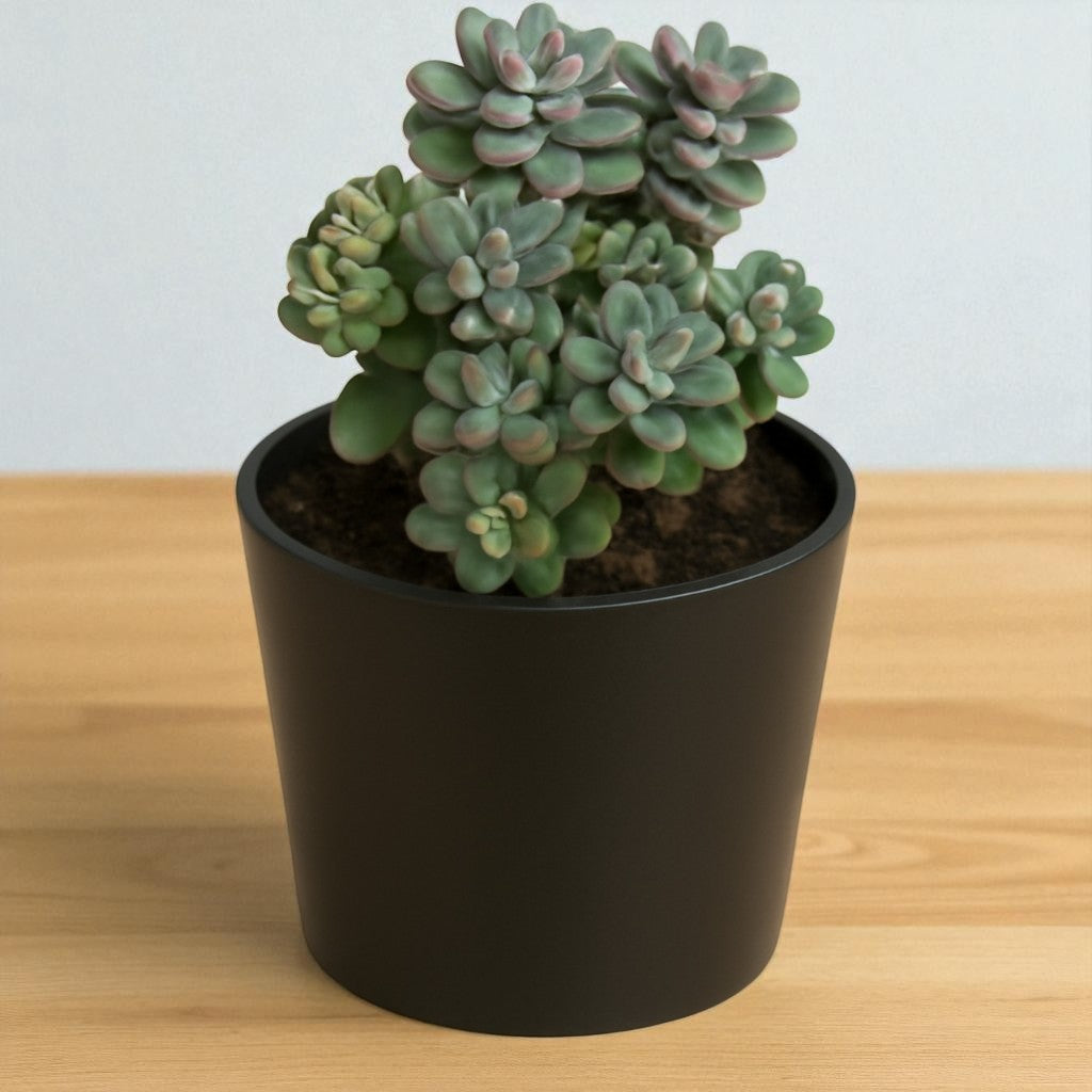 Graptopetalum Amenthesium - Pink Moonstone