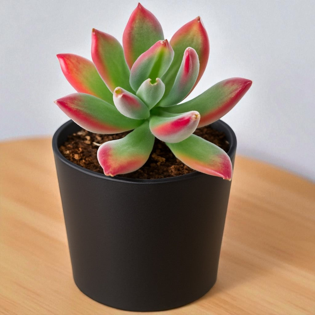 Echeveria Pulvinata