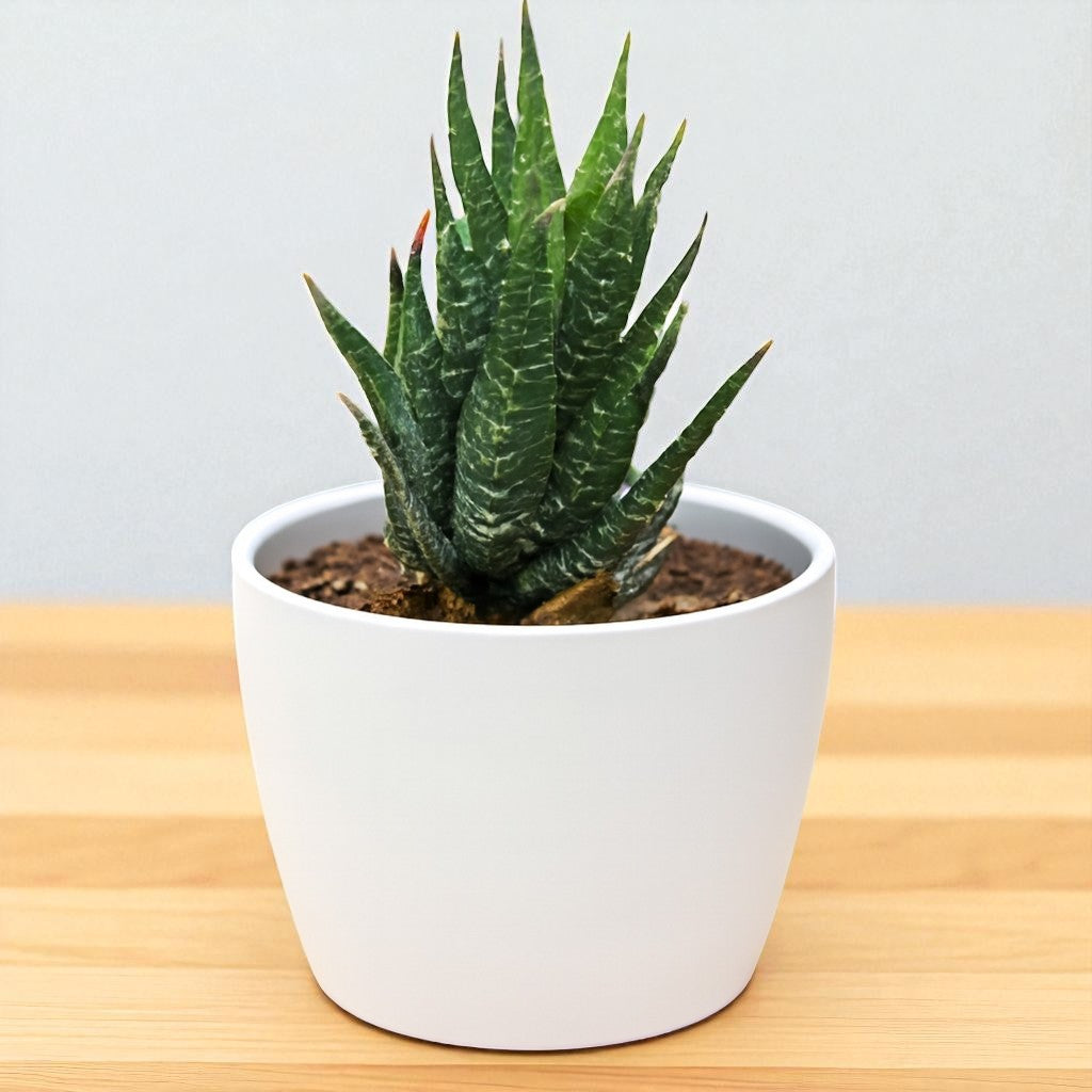 Hawothiopsis Zebra (Bare Rooted)