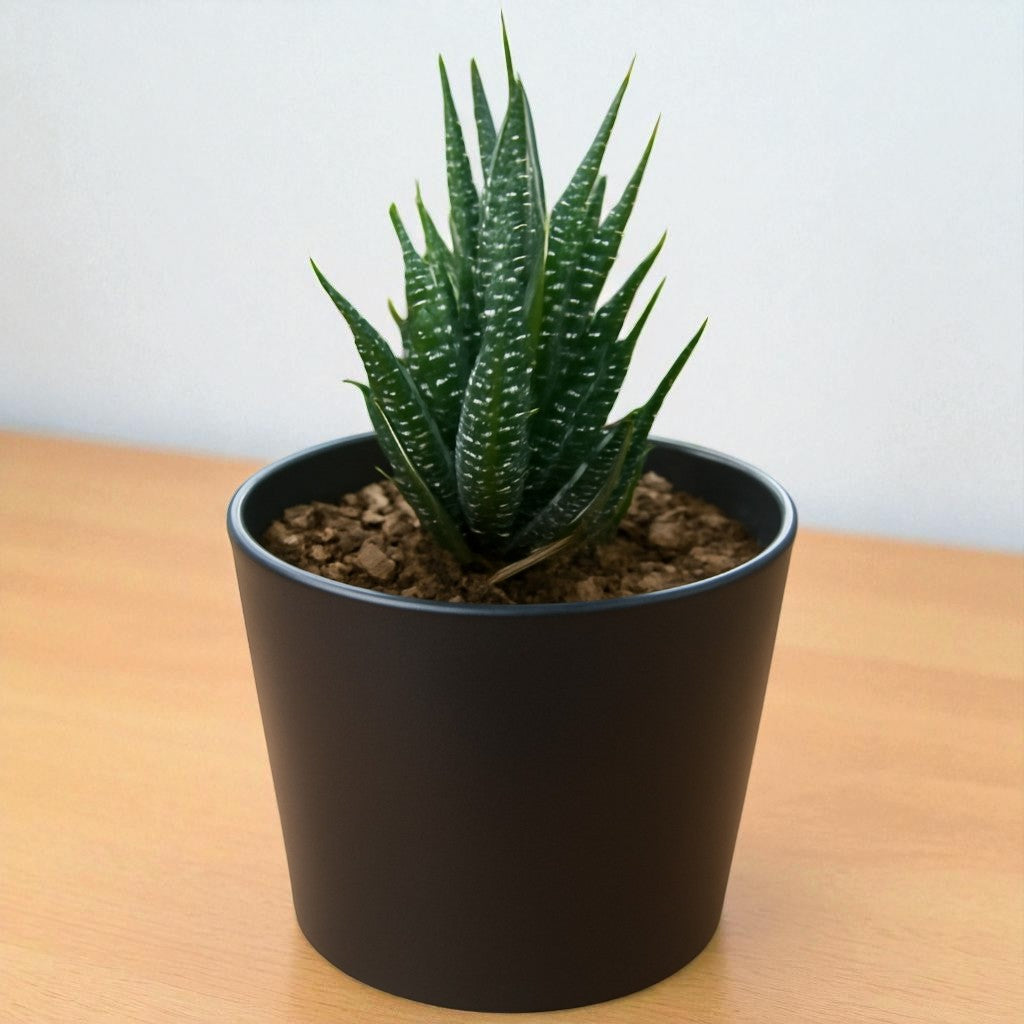 Hawothiopsis Zebra (Bare Rooted)