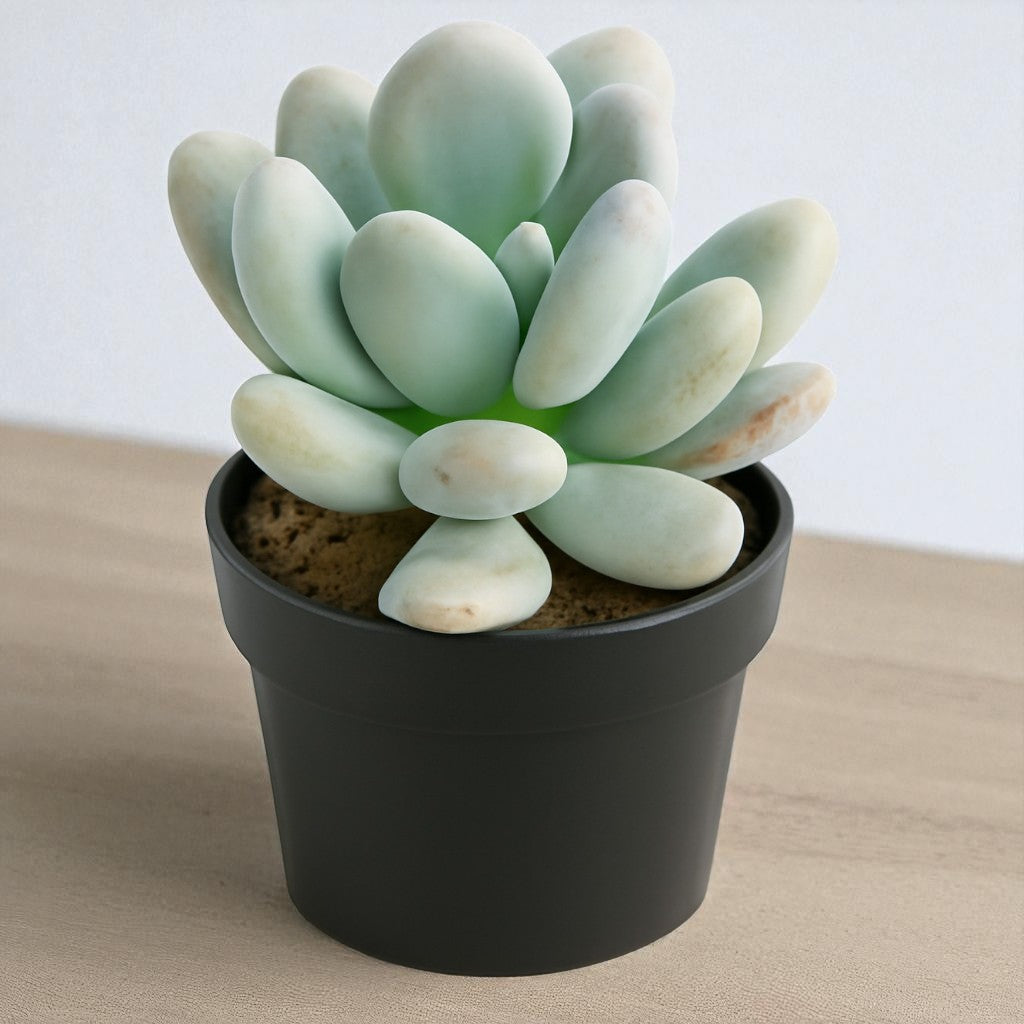 Pachyphytum Oviferum Moonstone (Bare Rooted)