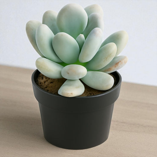 Pachyphytum Oviferum Moonstone (Bare Rooted)