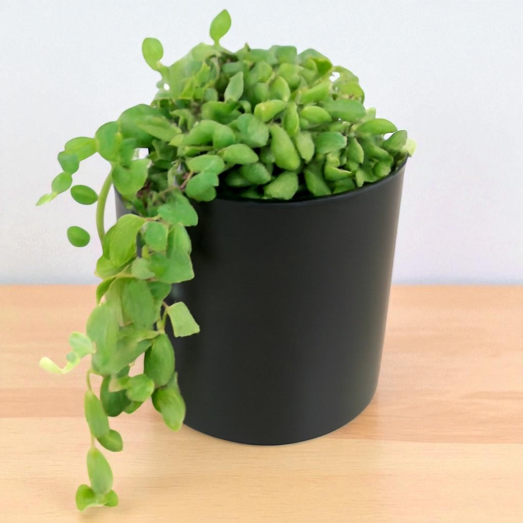 Senecio citriformisis (String of tears) (Bare Rooted)
