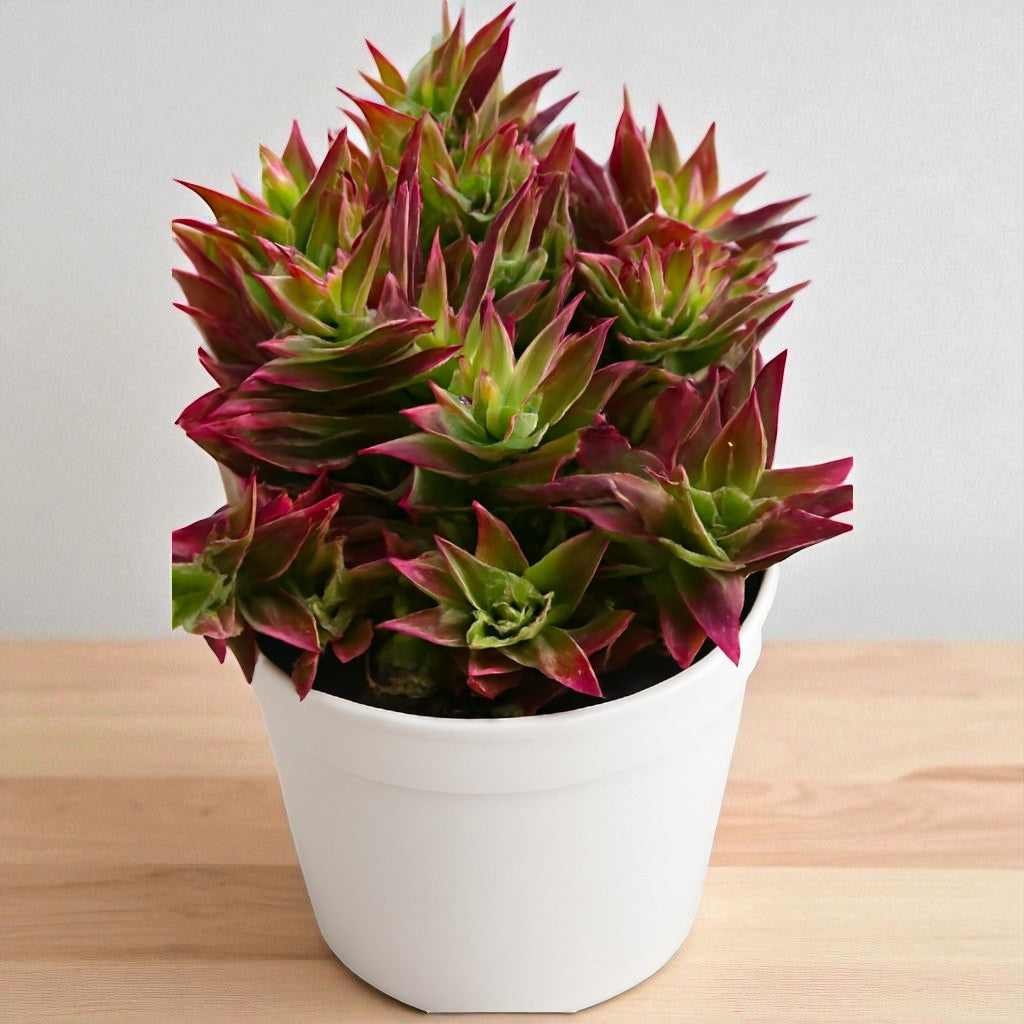 Crassula Thyrsiflora