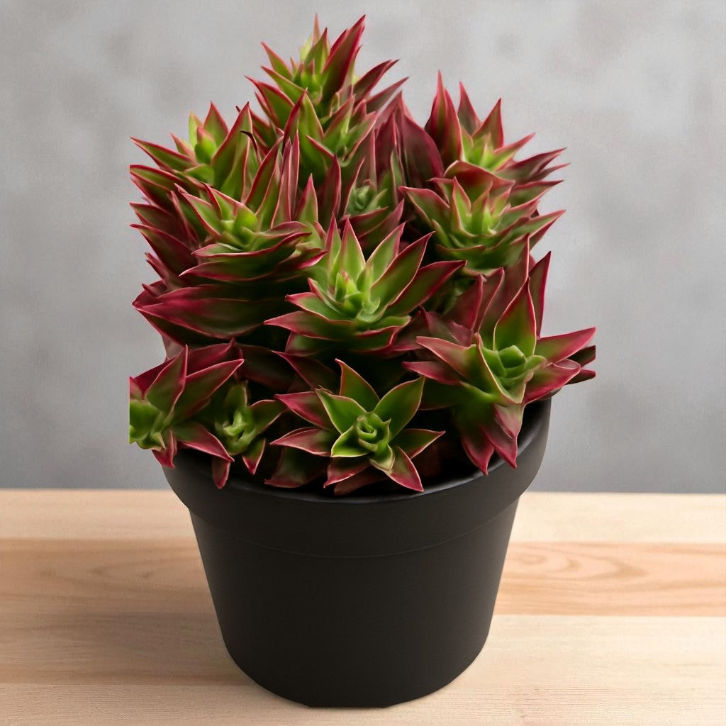 Crassula Thyrsiflora