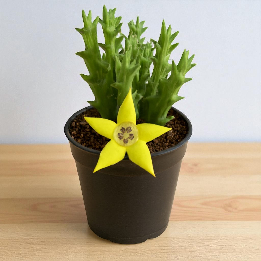 Orbea Semota Var Lutea (Bare Rooted)