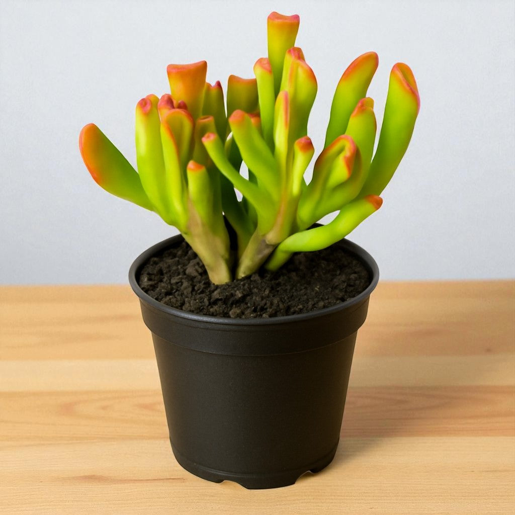 Crassula ovata 'Gollum' (Bare Rooted)